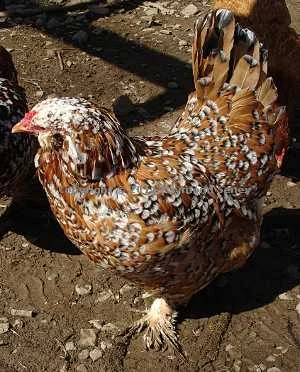 Female. Notice how her tail reflects the type of a Seney.