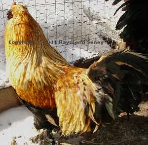 Older male. Older males had very long saddles and hackles.