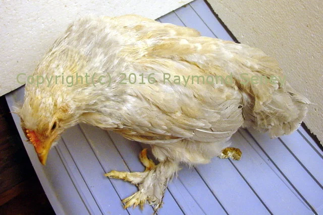 Same cockerel. Note the mottling pattern and the long outer toe.
