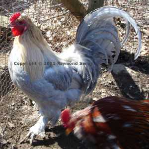 Cockerel. The hackle color is getting there with this one. Love that tail!