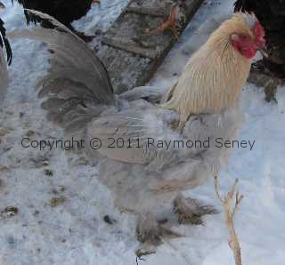 Cockerel. Note the ragged feather phenotype coming through because of the lavender allele.