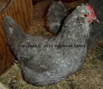 Hen in single comb.