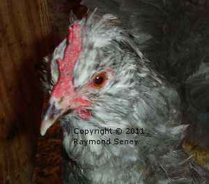 Another hen in single comb.