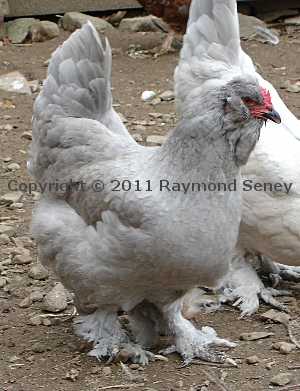 Female with Seney type except for leg color.