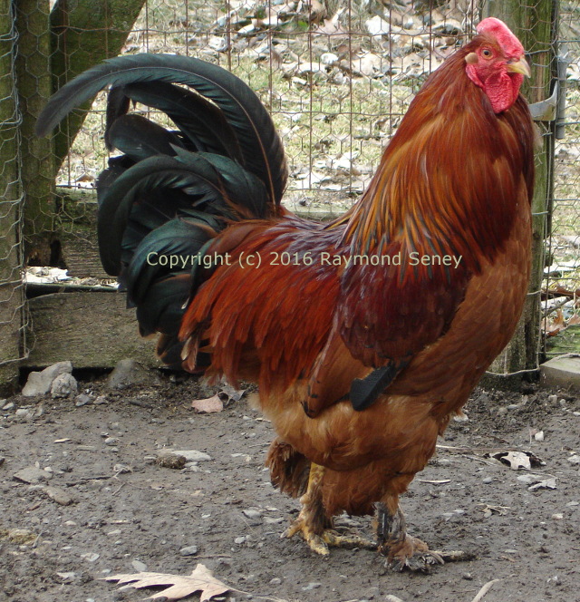 Male. Not completed to Seney type.