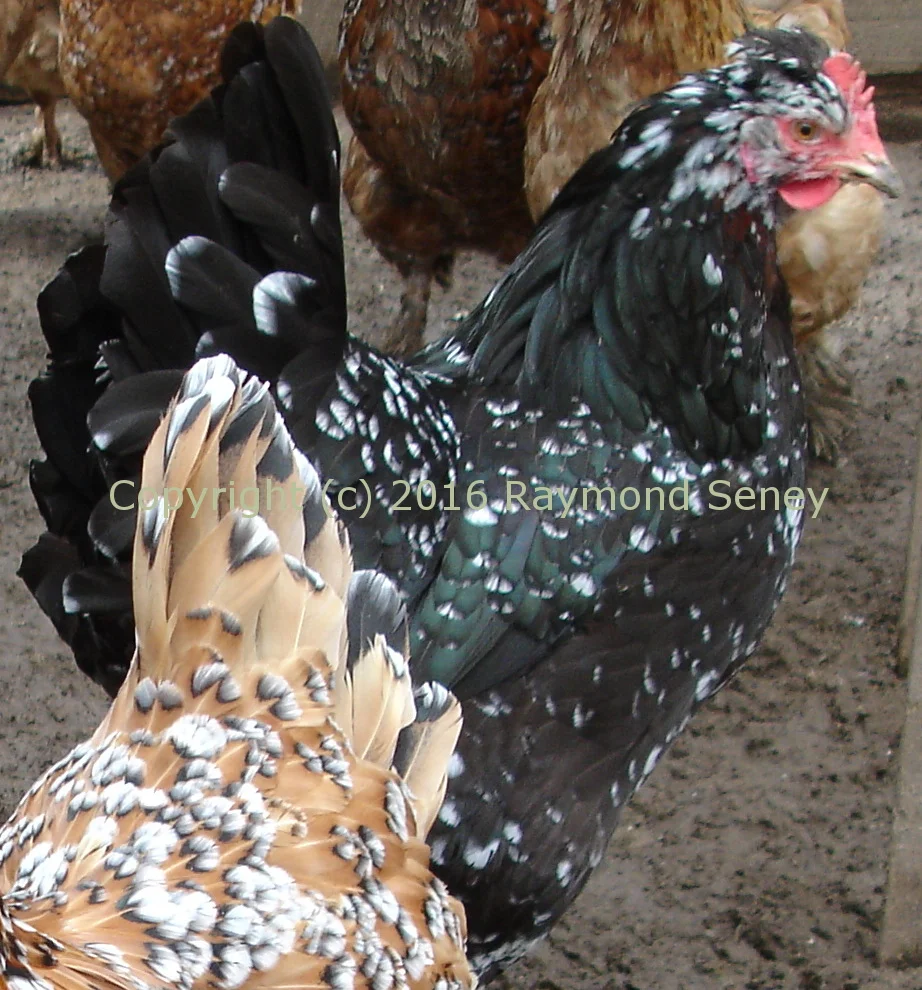 Female, not complete to Seney type.