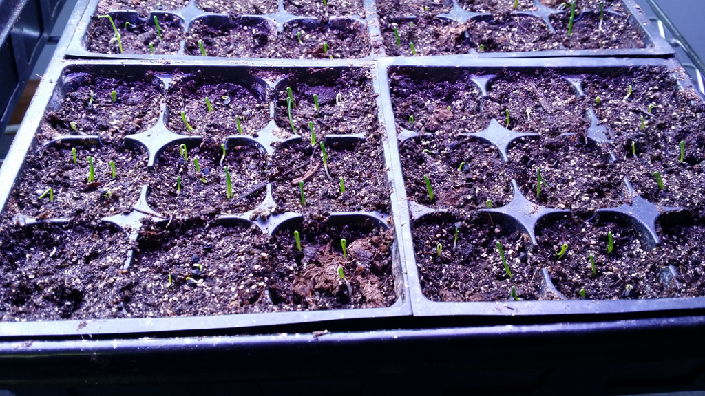 Onion seedlings just beginning to sprout. So exciting!