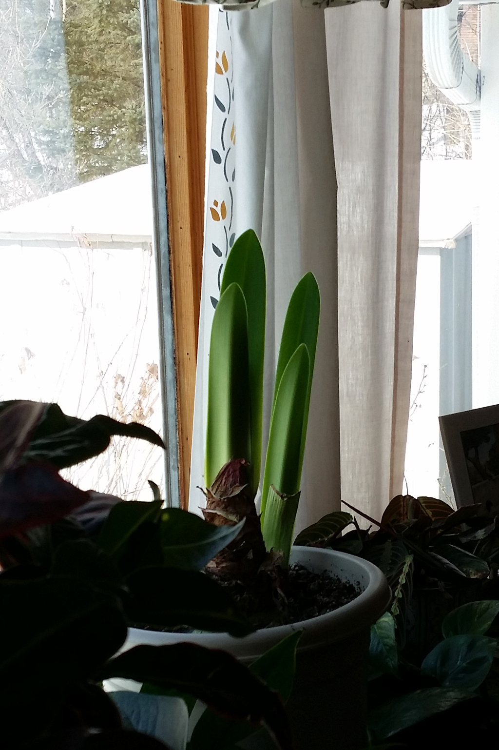 This Amaryliss began to re-grow about a week and a half ago.