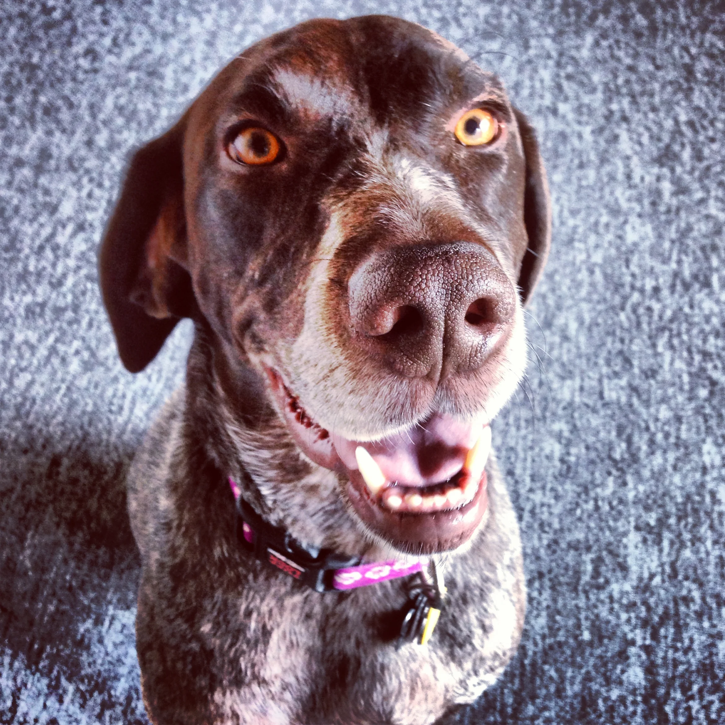 [harper | gowanus, brooklyn]