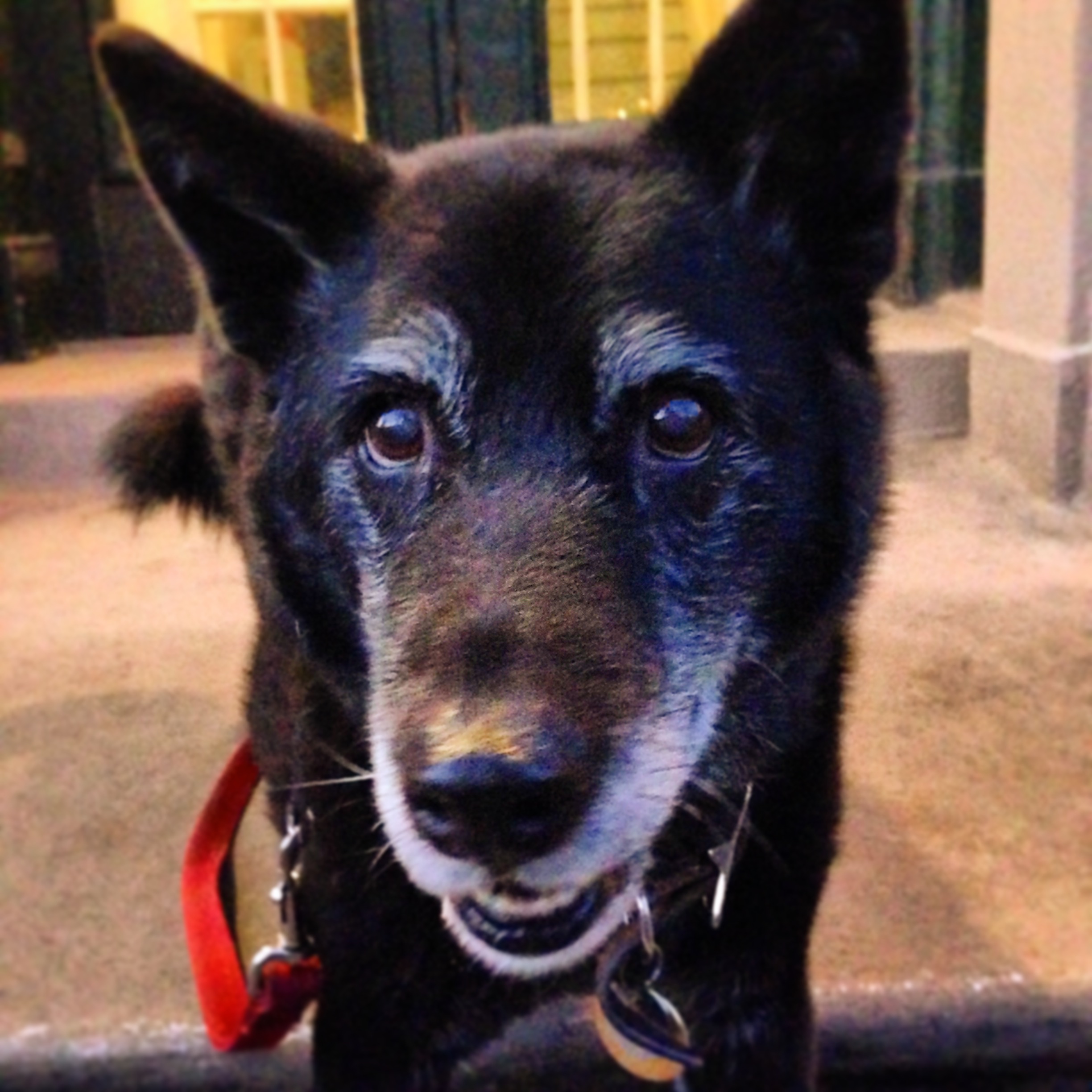 Royce | Carroll Gardens, Brooklyn | (photo by Hadley)
