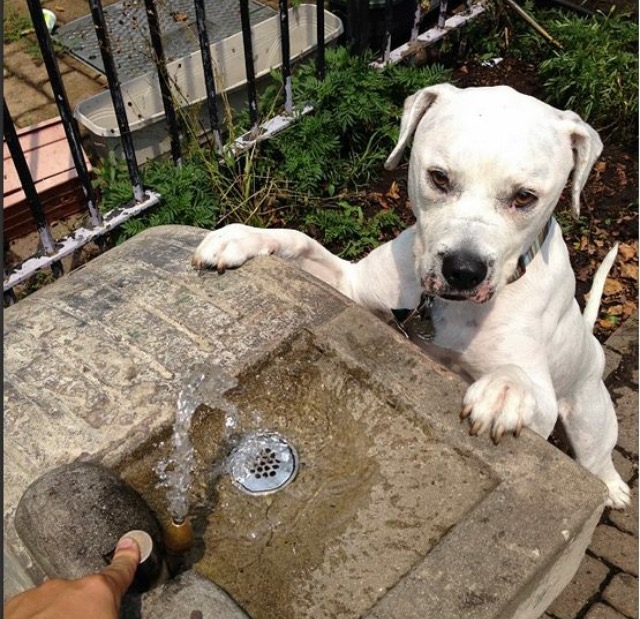 Herman | Park Slope, Brooklyn | (photo by LeAnna)