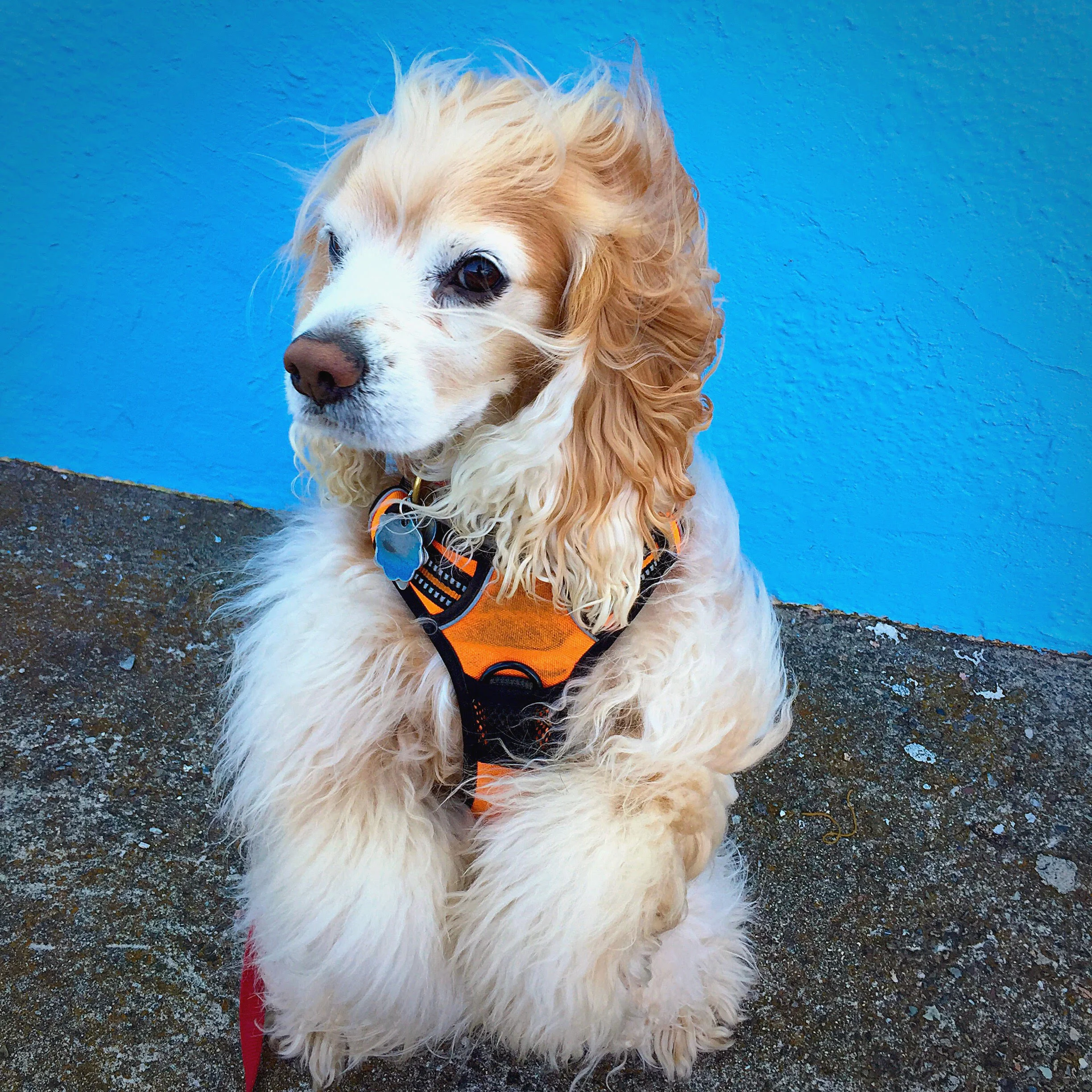 Pumpkin | San Francisco, California (photo by Hadley)