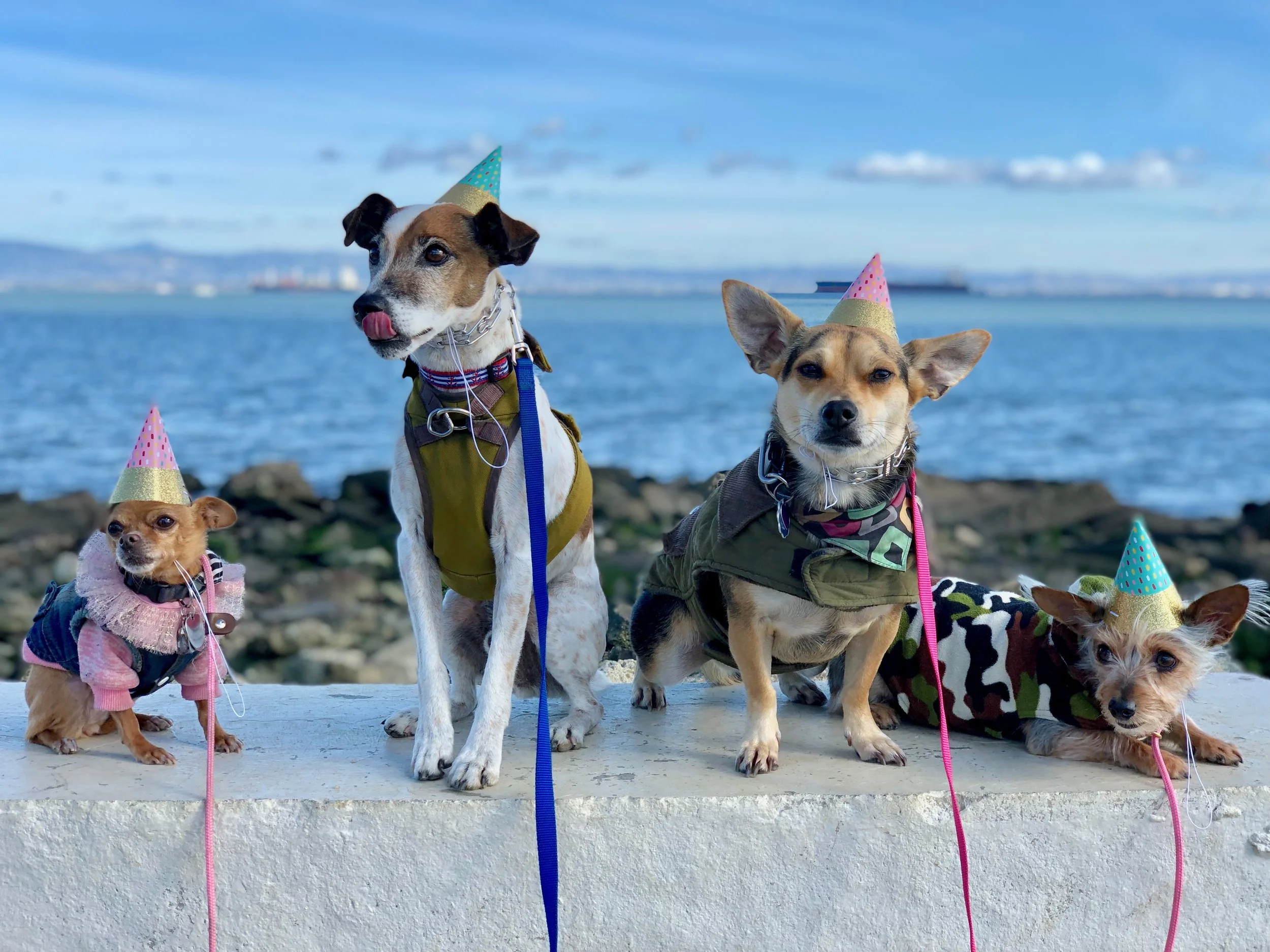 TINY + ED + MUFFIN + HENDERSON (Heron’s Head Park, SF, CA | 2018)