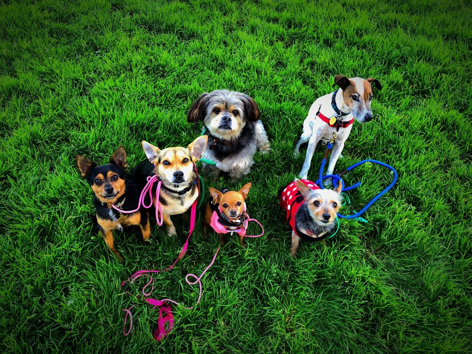 CHEECH + MUFFIN + TINY + BERNIE + ED + HENDERSON (San Francisco , CA | 2019)