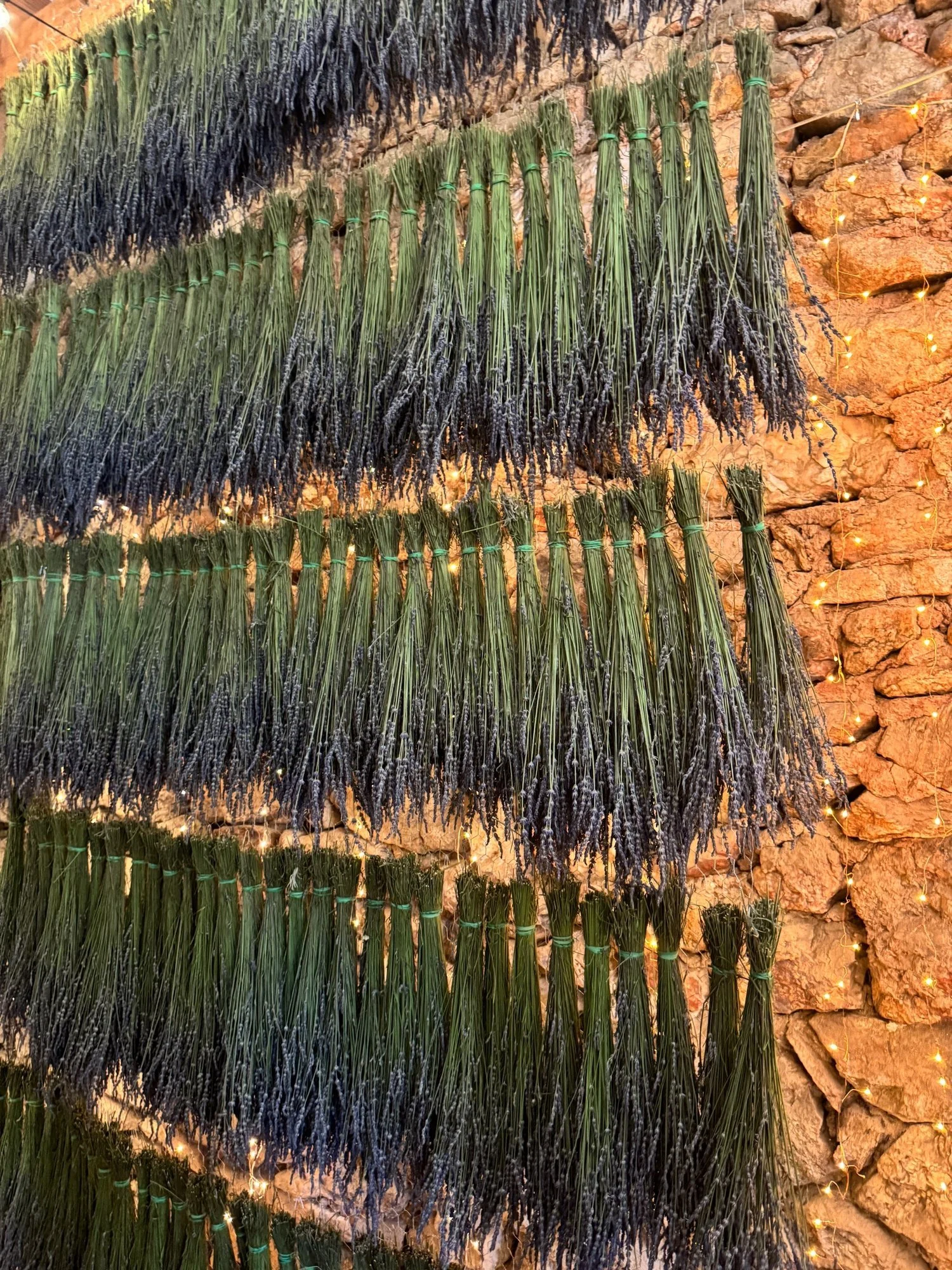 Dried-lavender.JPG
