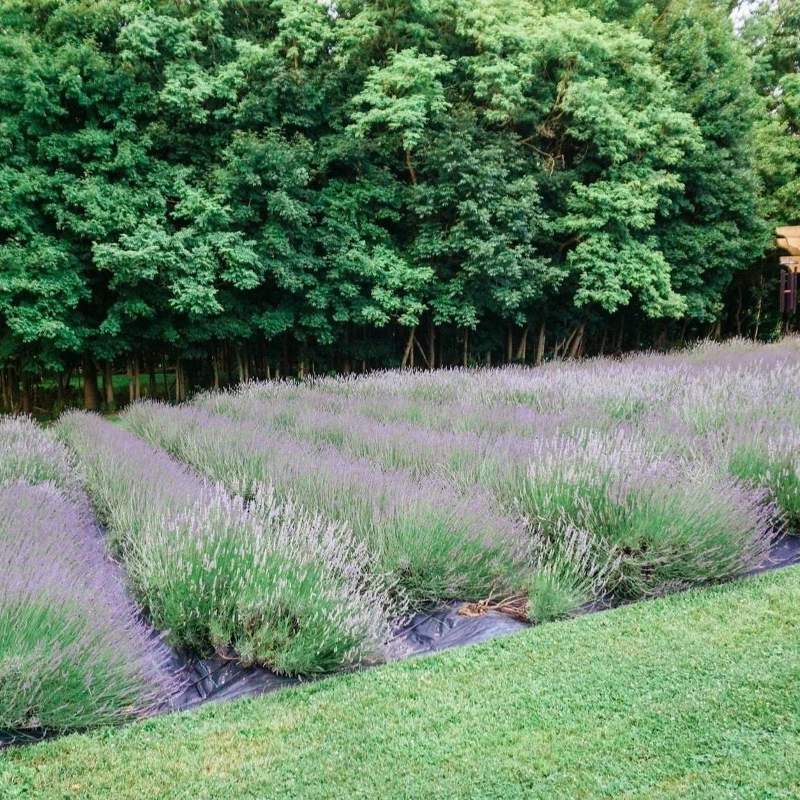 Lavender-Field-Mt-Airy-Lavender.jpg