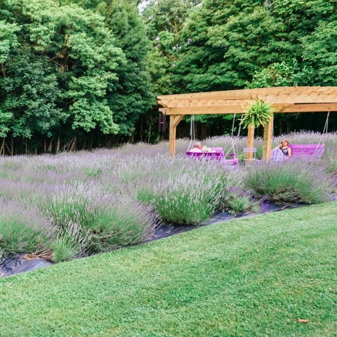 Lavender-Field-Mt-Airy-Lavender.jpg