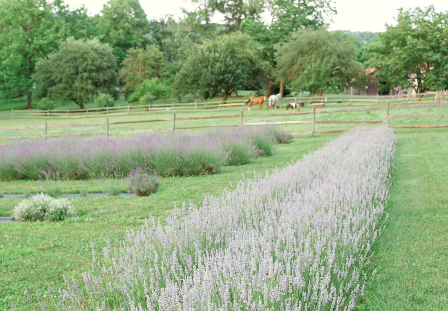 Mt Airy Lavender Home