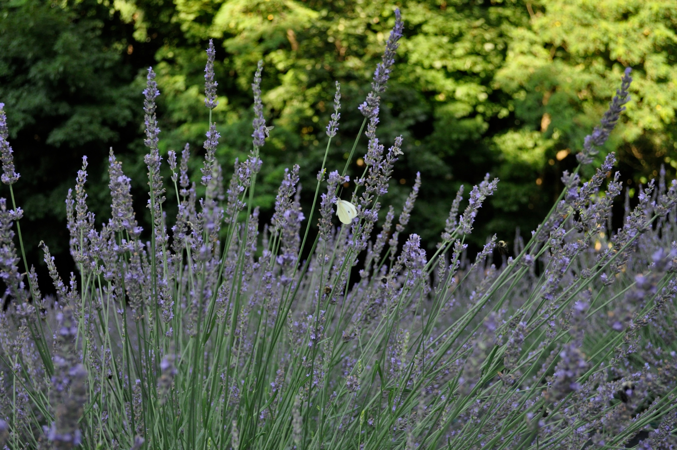 Grosso Lavender