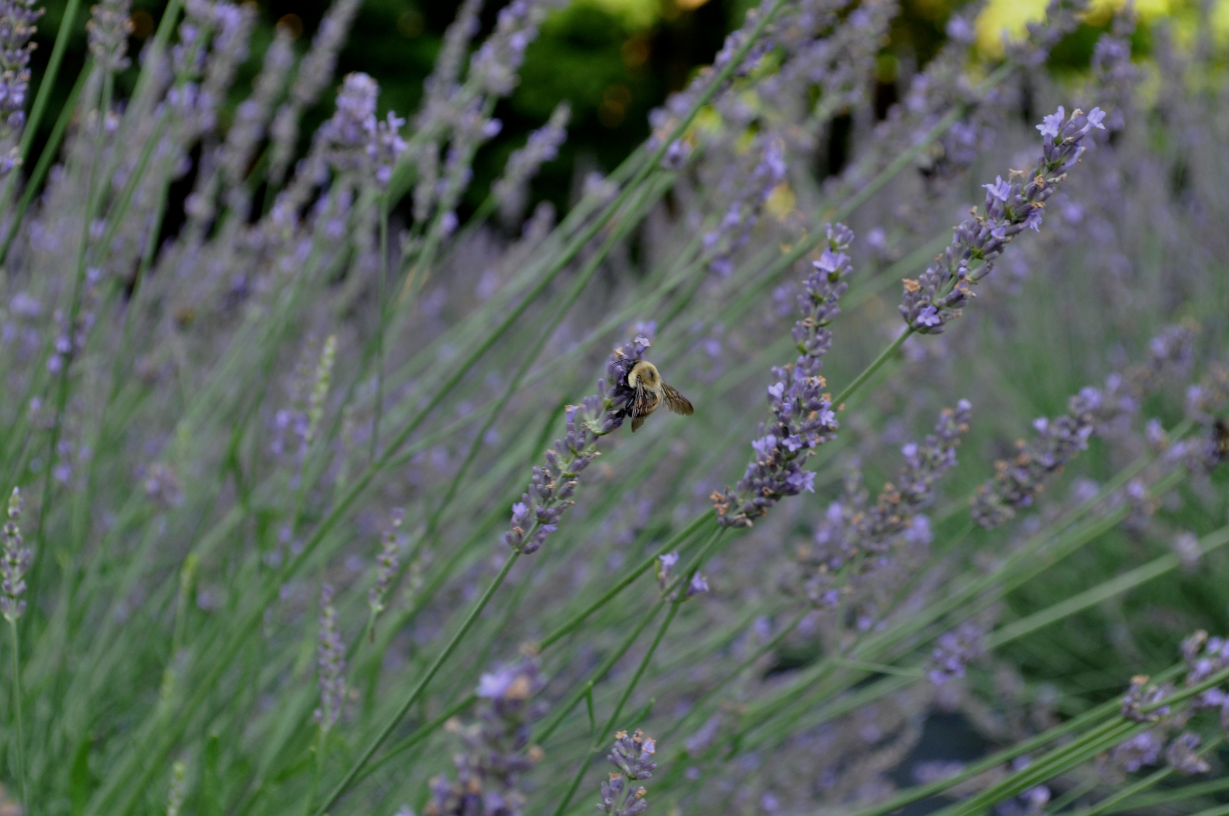 Provence Lavender