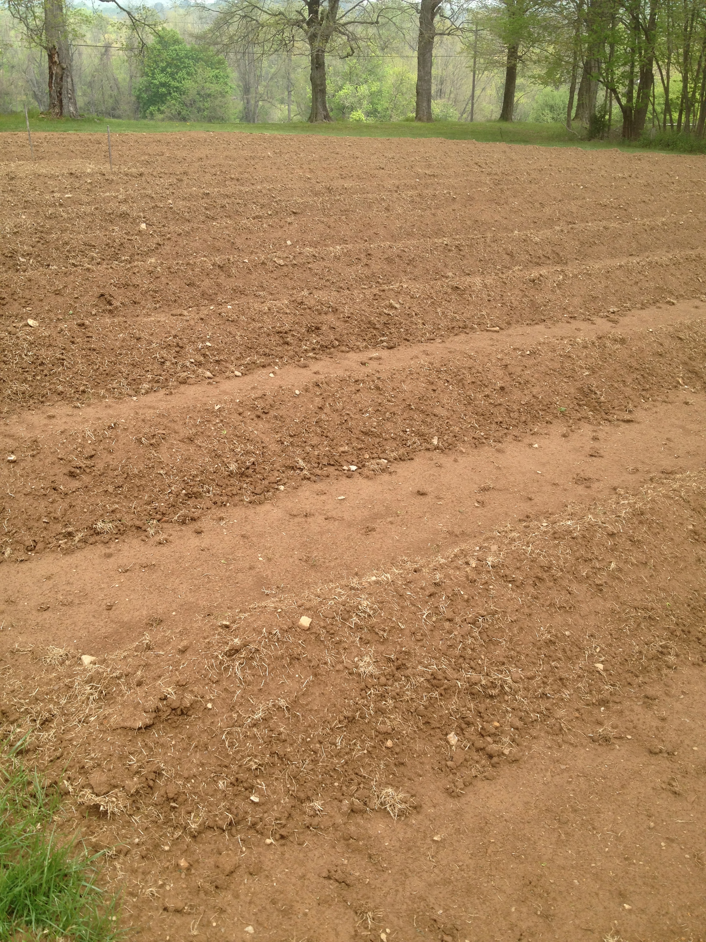 Starting our Lavender Farm