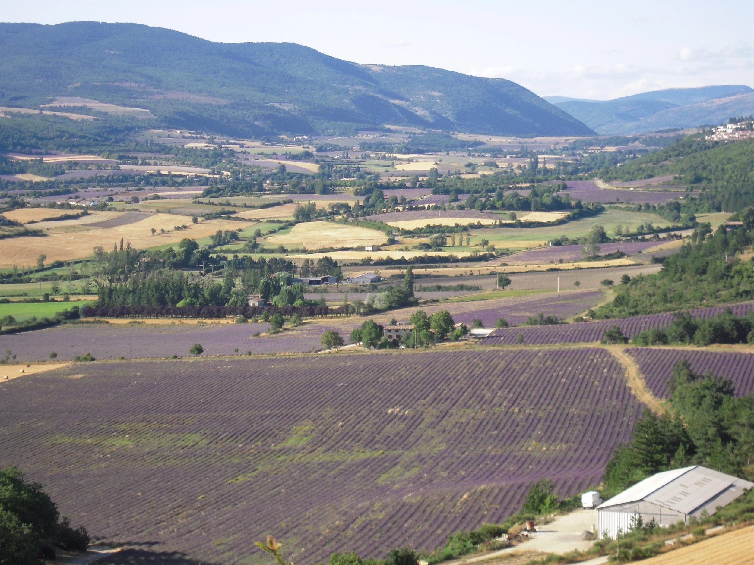 Lavender Fields in the South of France