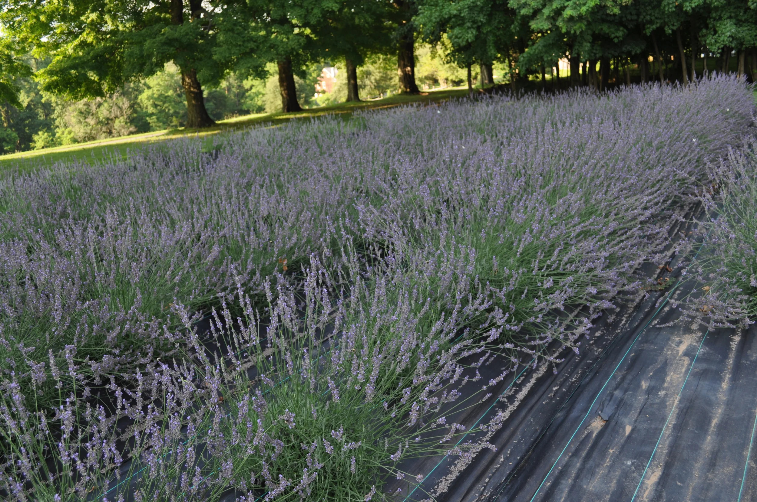 Our Lavender Farm 2013