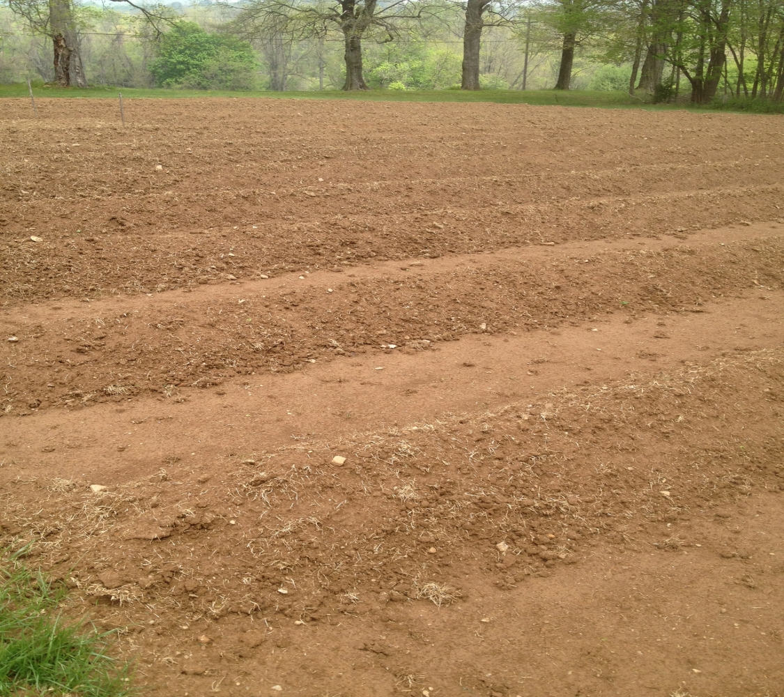 Starting our Lavender field in 2010