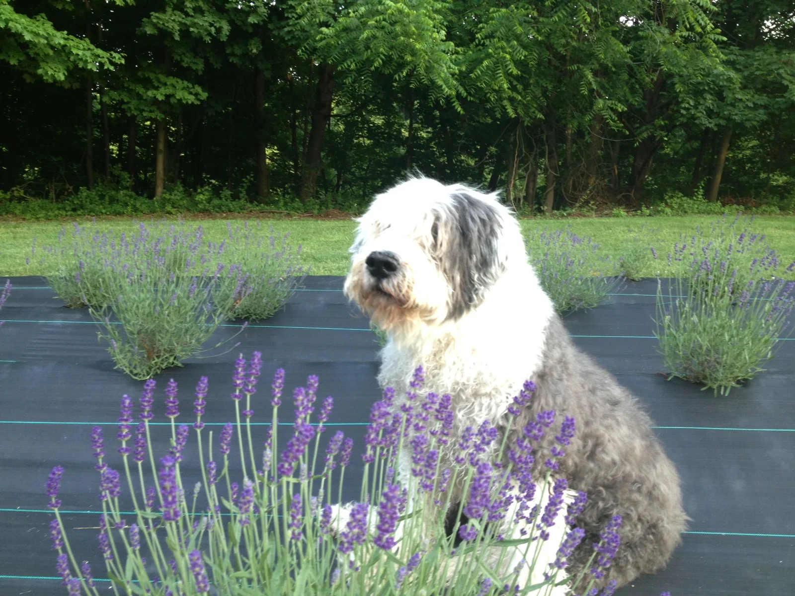 Panda, our loveable Old English Sheepdog
