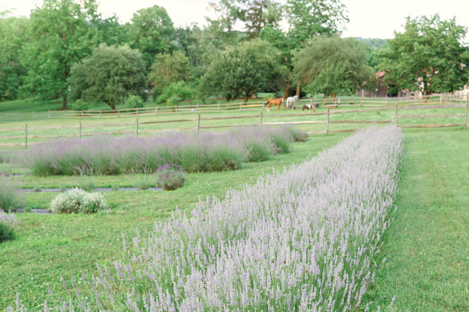 Lavender blooms in June and July