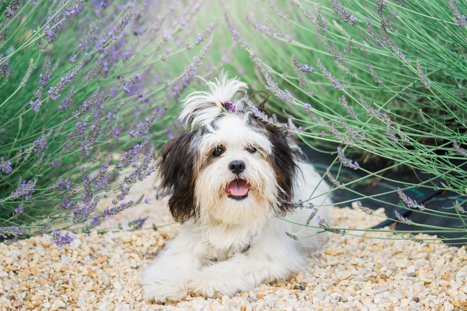 Ayla, our adorable Zuchon loves posing for photos in the lavender