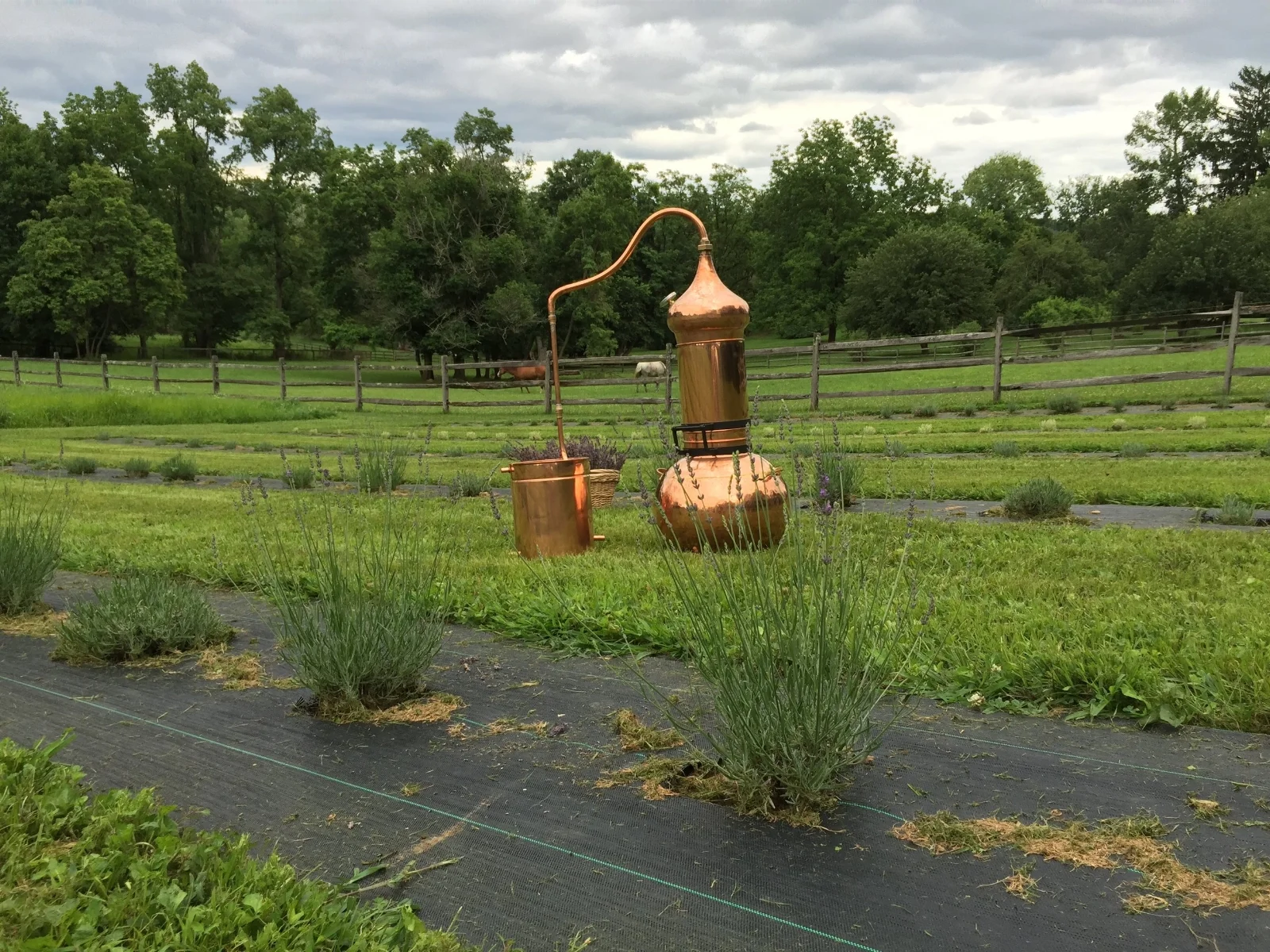 Our lavender essential oils are distilled on the farm in this copper still