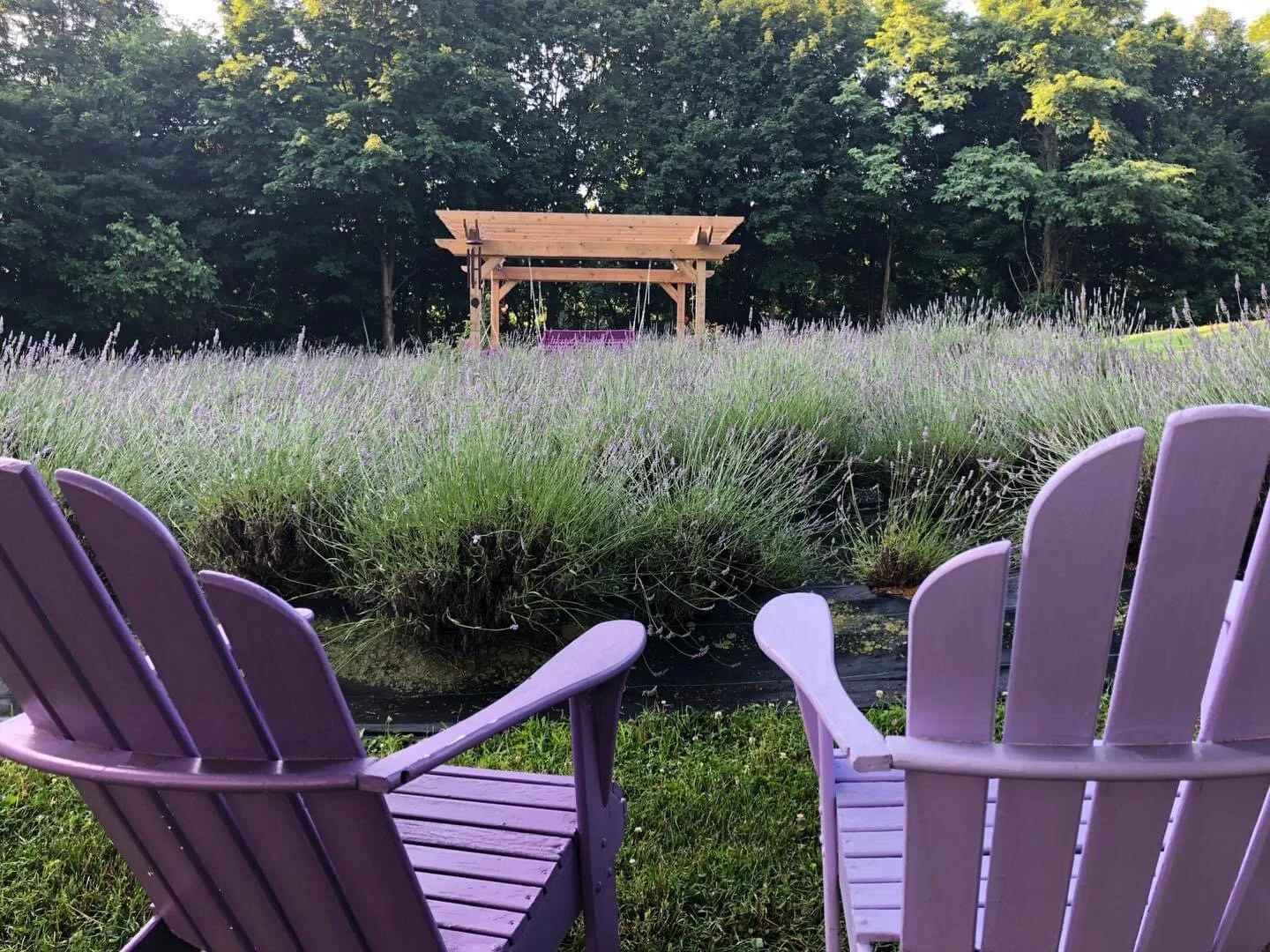 Lavender-Pergola.JPG