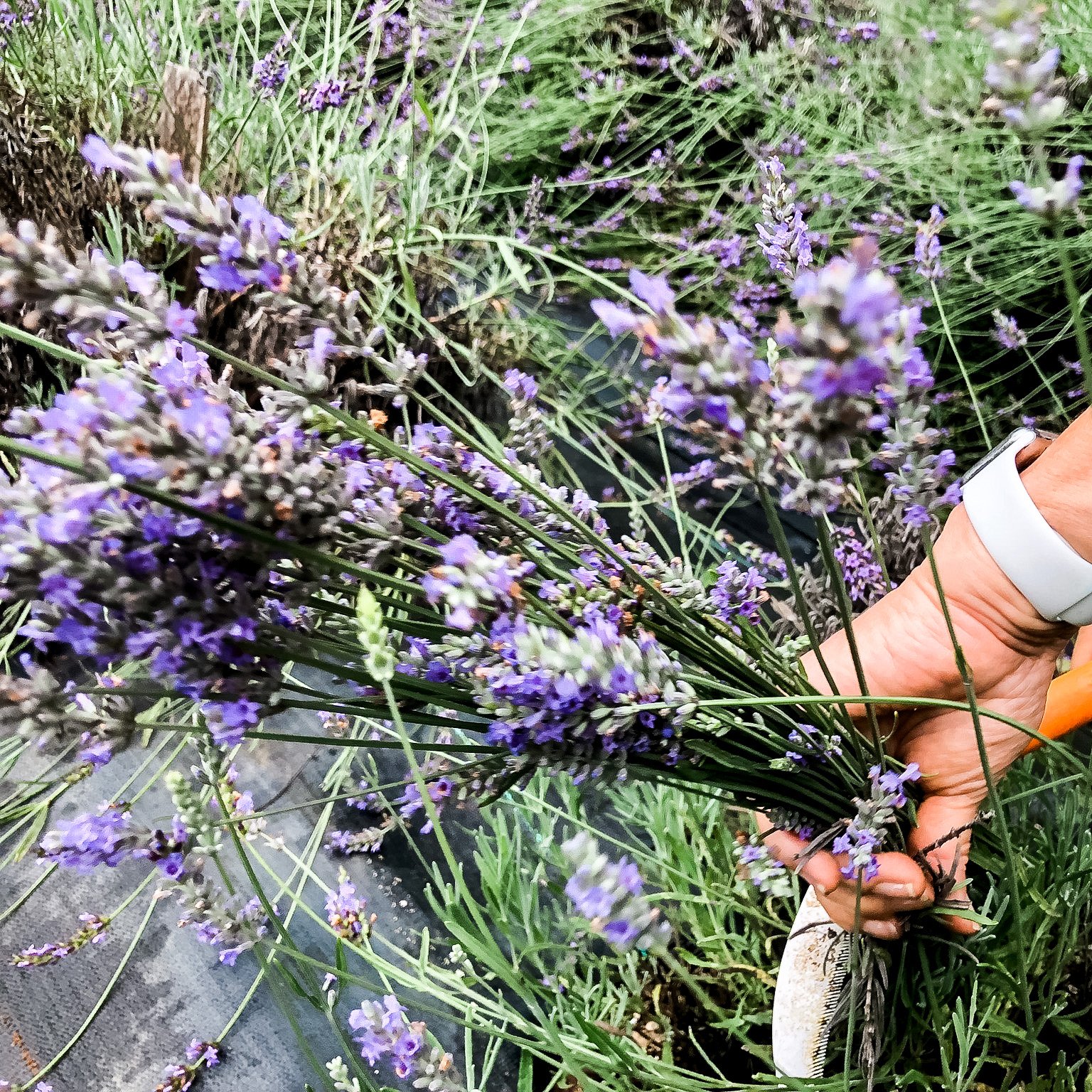 Harvesting-lavender.JPG