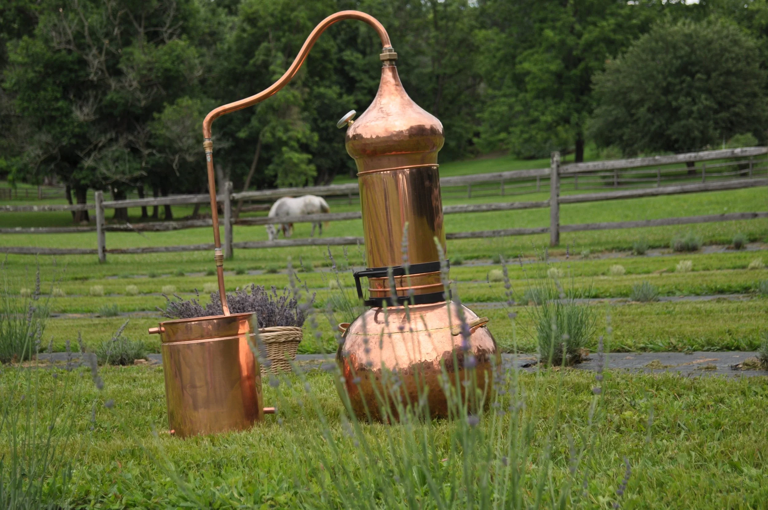 How we make our Lavender Essential Oil