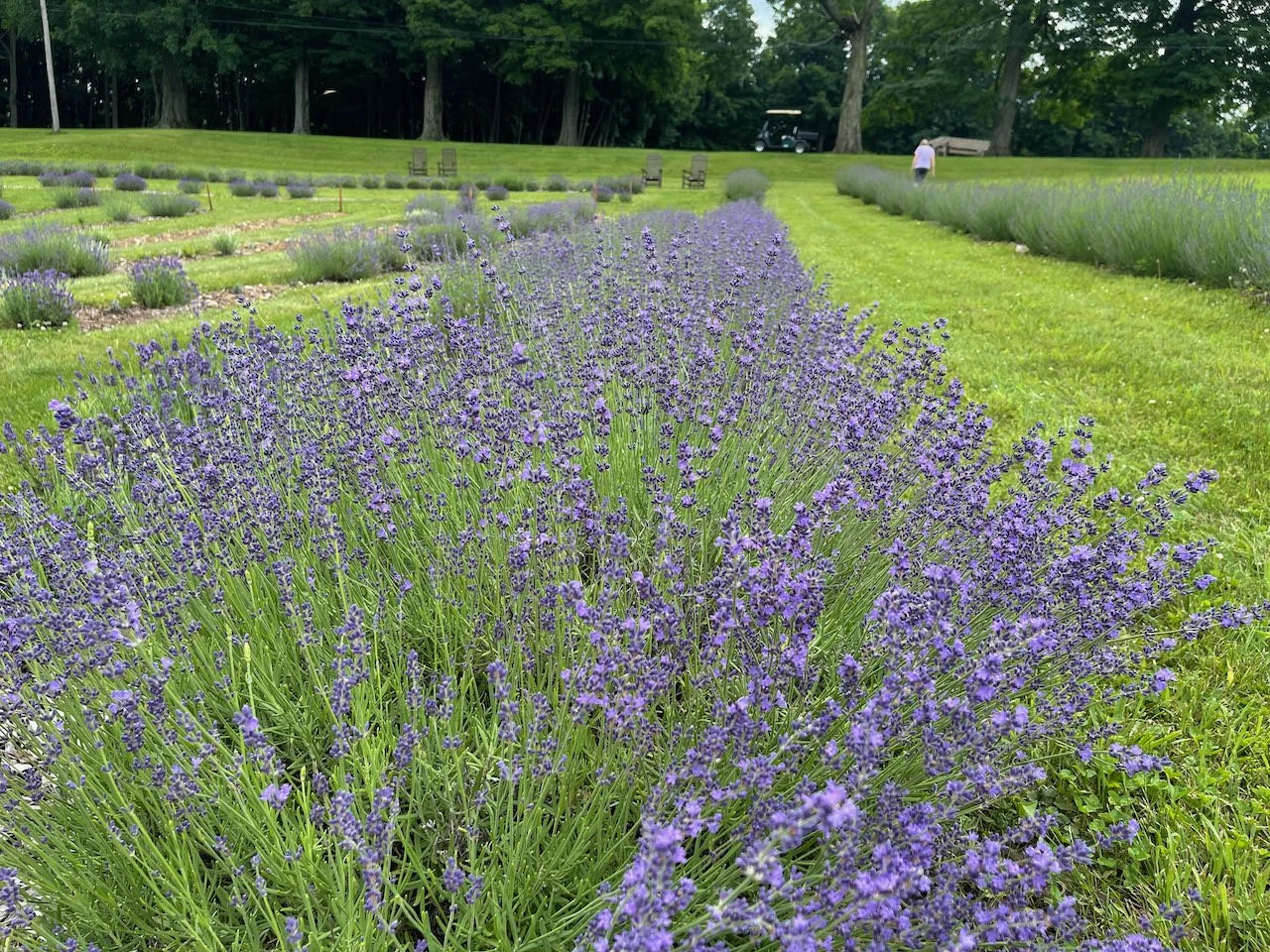 How Mt Airy Lavender got Started