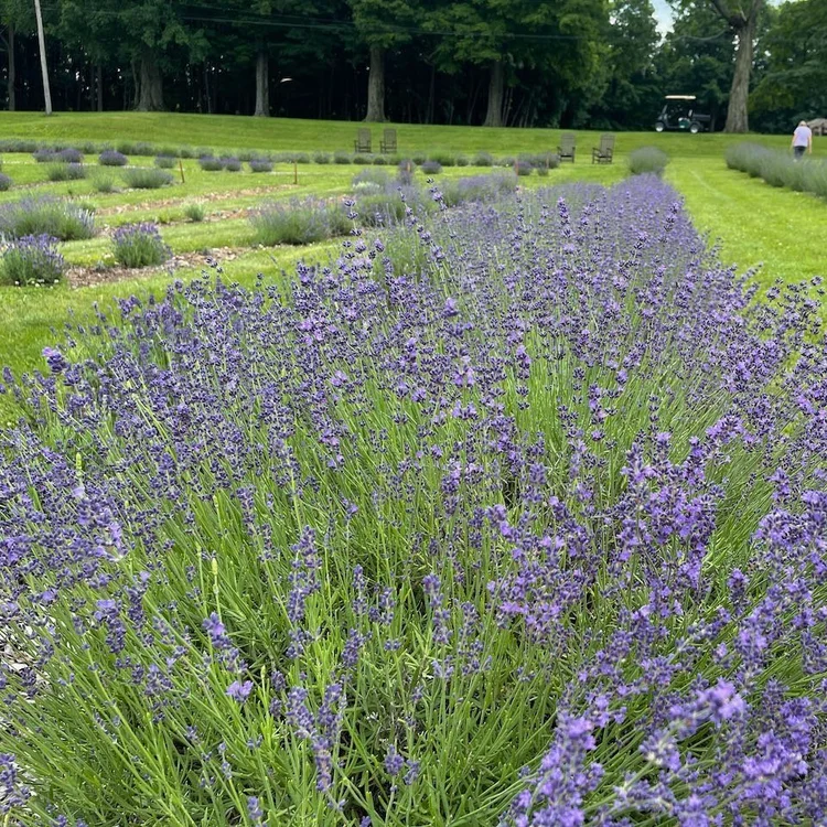 Buy Lavender Products — Mt Airy Lavender