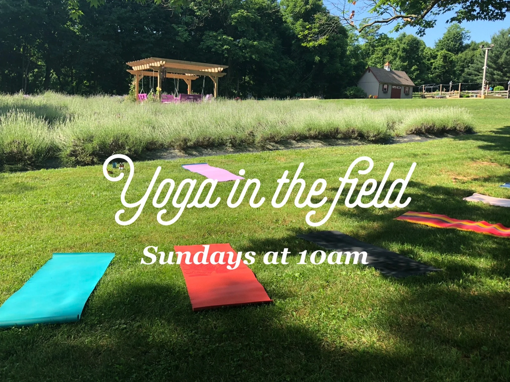 Yoga in the Lavender Field - Every Sunday from 10 am to 11 am thru Sept