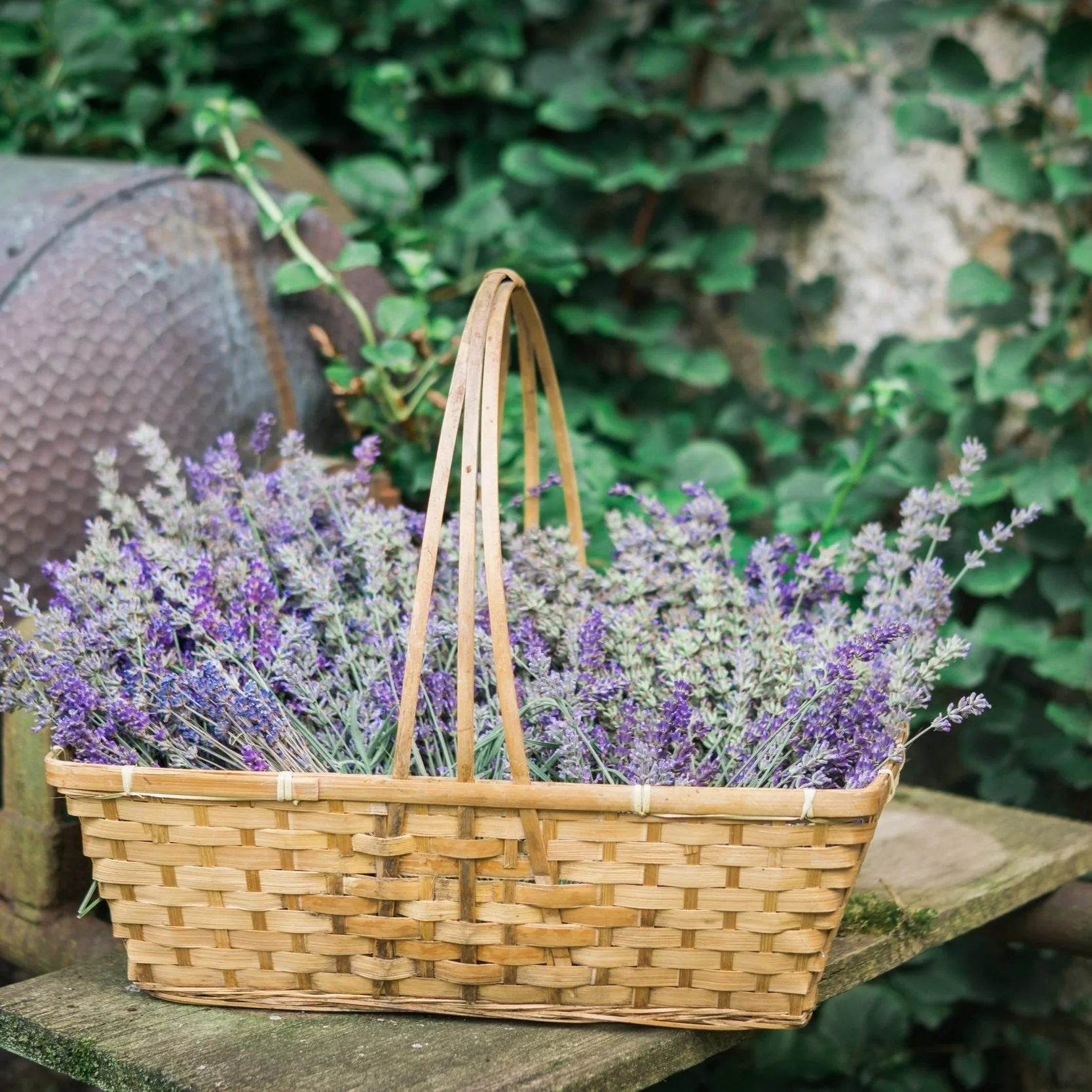 Lavender Plants and Bouquets