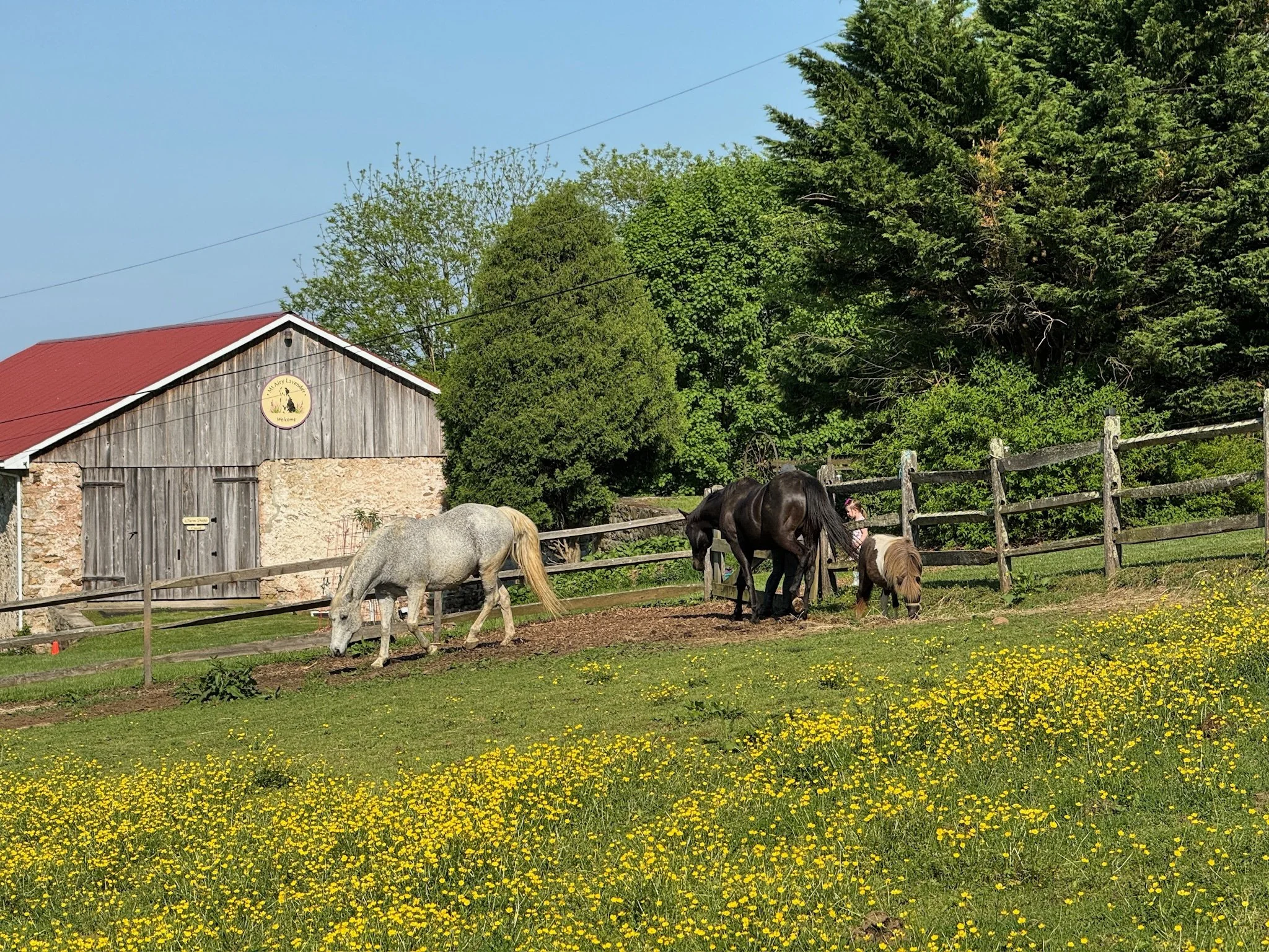 Visit the Farm - Fri, Sept 6:  Sat, Sept 7 : Sun, Sept 8 - OPEN 11 am to 3 pm