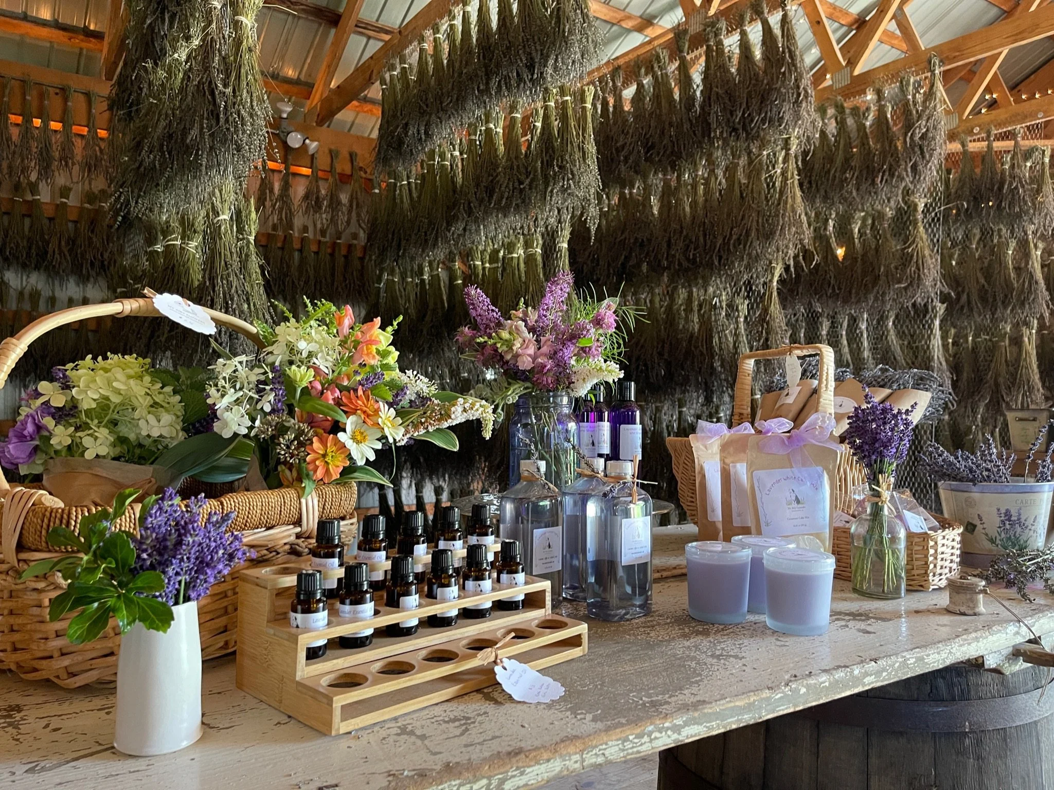 Visit Our Lavender Farm!  October Hours
