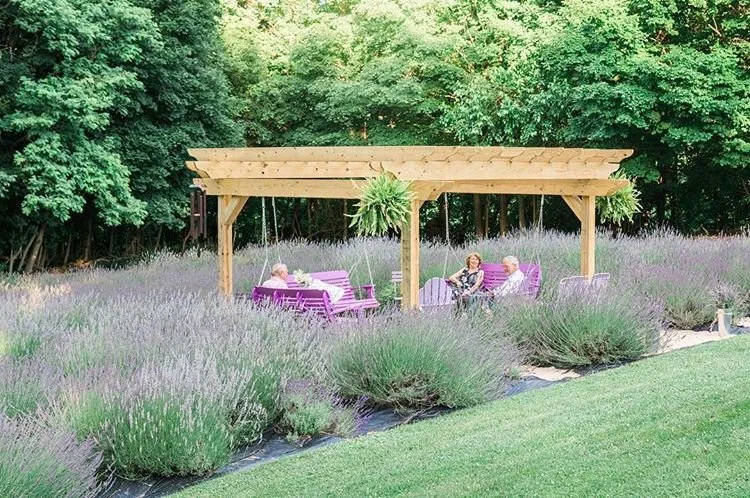 French and English Lavender Plants - Spring 2026