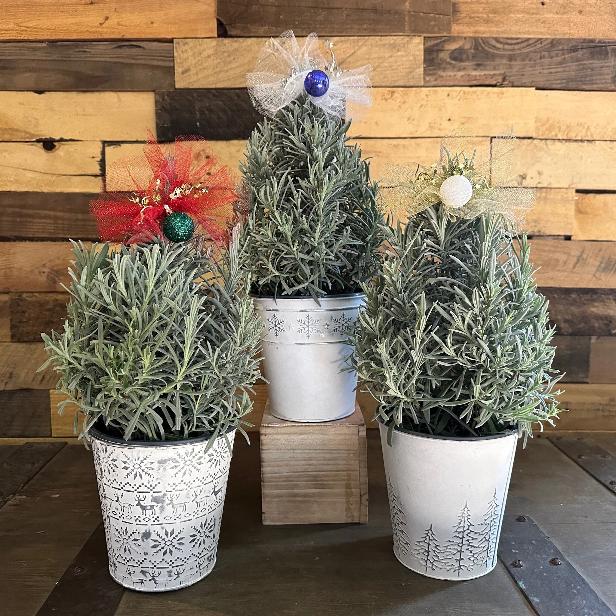 Live Lavender Trees - Exclusive for the Holidays