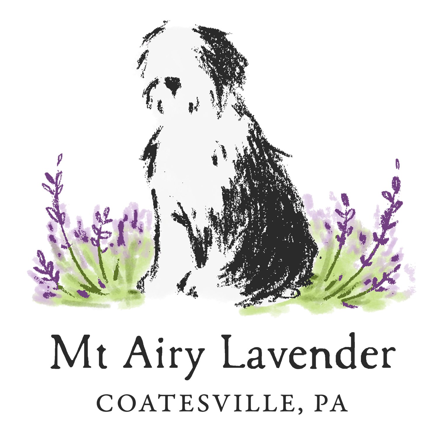 Mt Airy Lavender