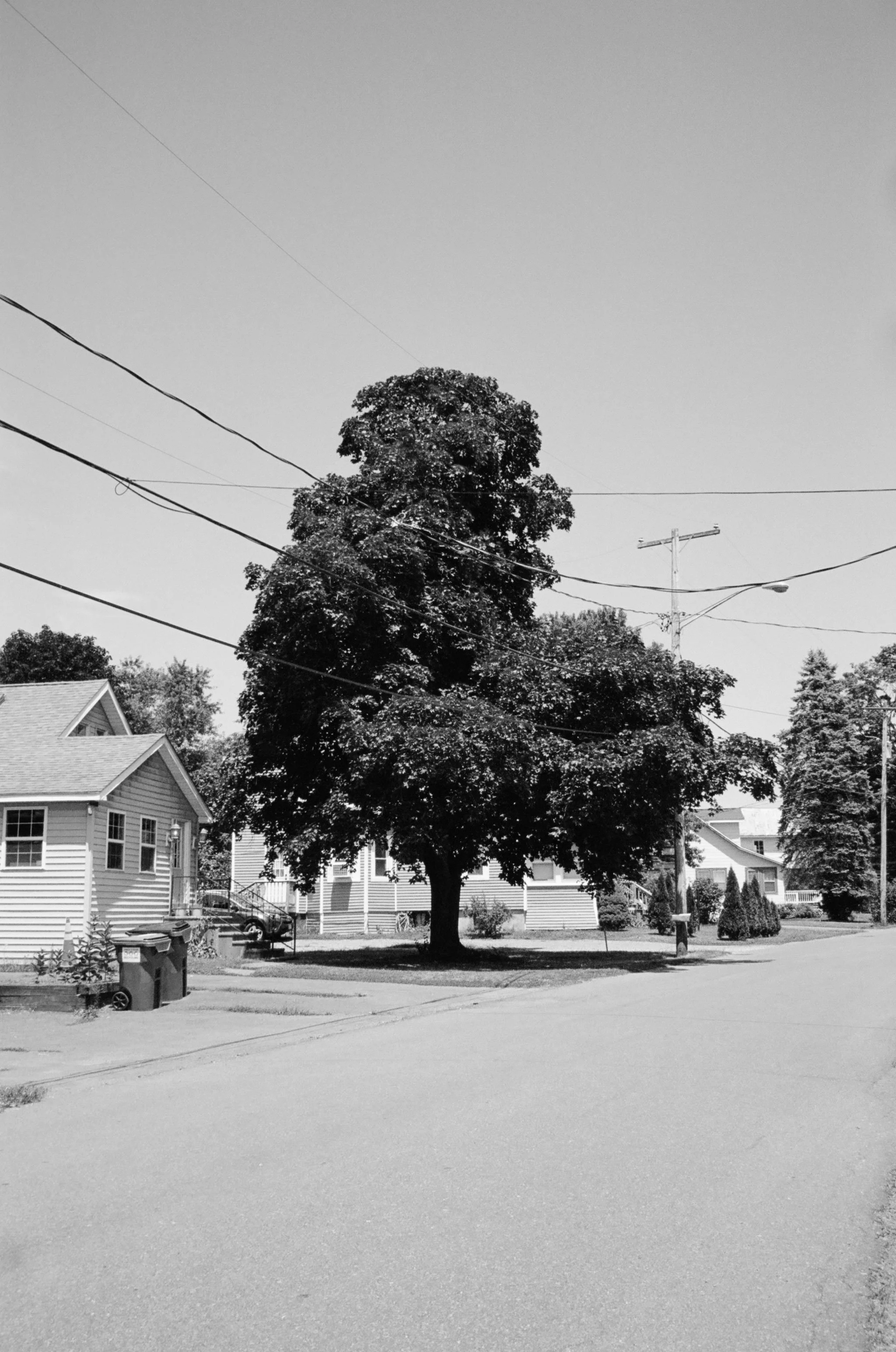 amber_byrne_mahoney_trees_powerlines002.jpg
