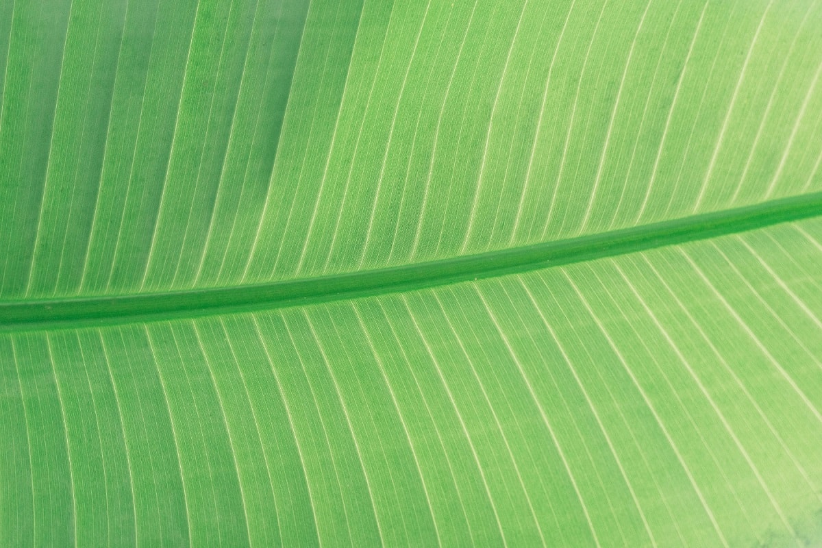 Leaf pattern.jpg