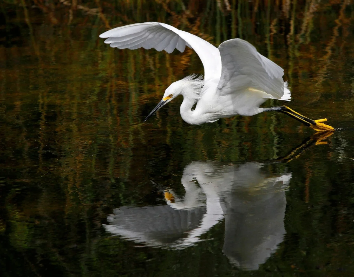 egret.jpg