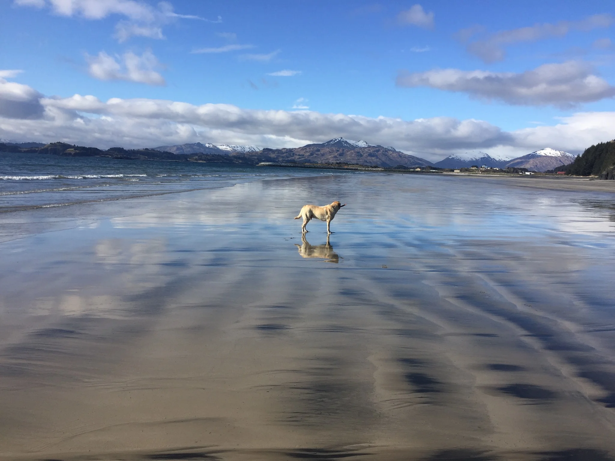 Max the Dog @Boyscout Beach Kodiak, AK