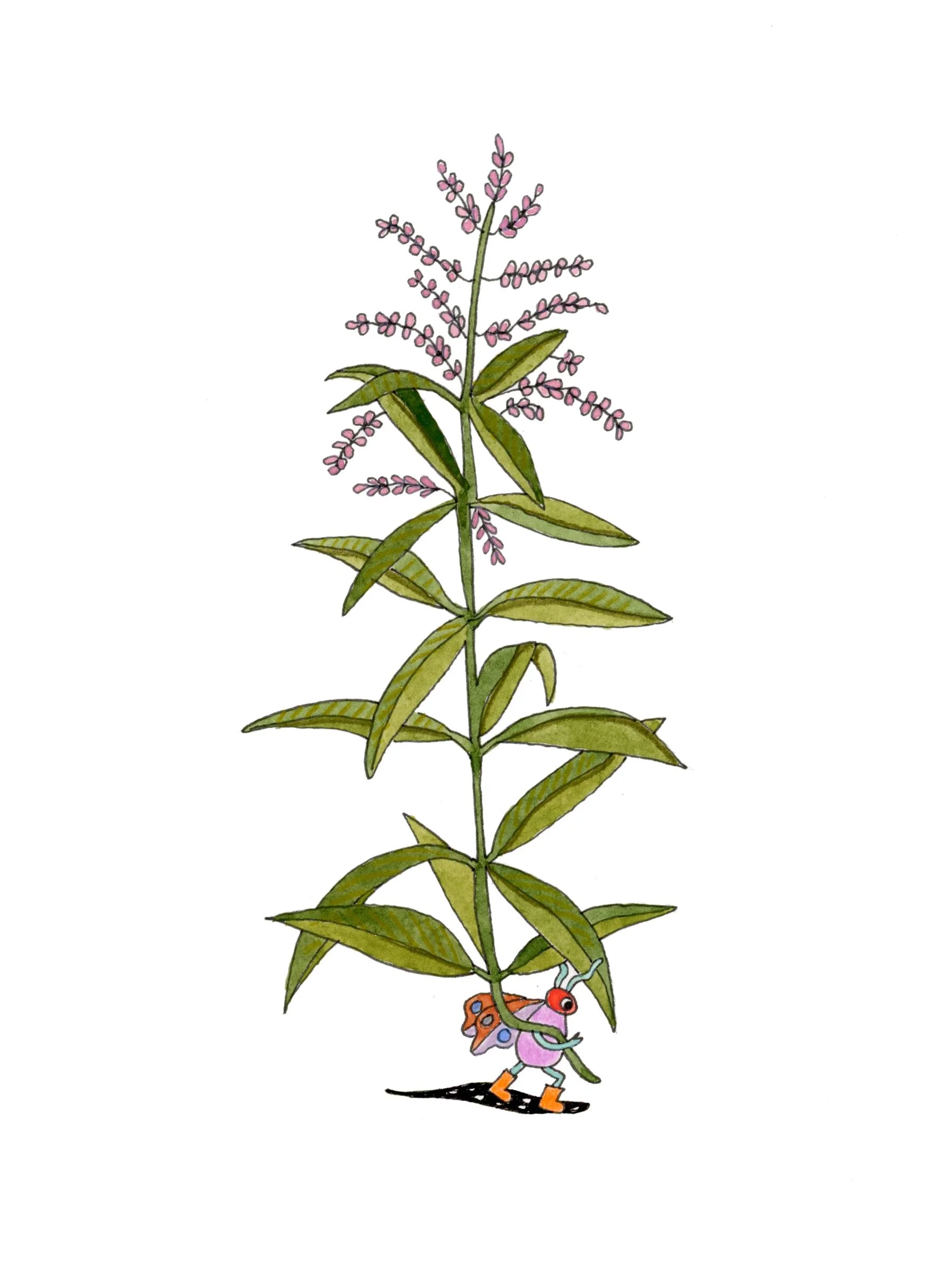 Jackie Thomson Verbena Bug Print.jpg