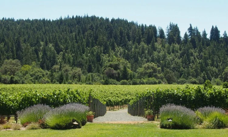 June 10-12 | Better Than Big Sur Camping